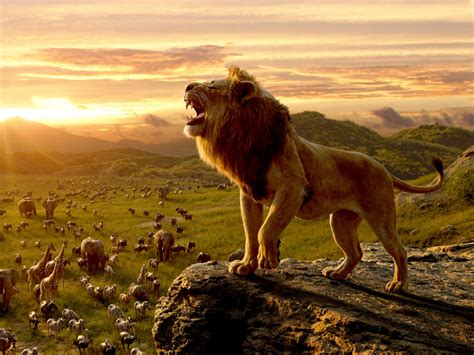 Wallpaper The Lion King King Of Jungle Movie 2019 Simba Desktop