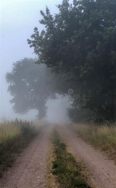 Foggy Countryside Road Stock Image Image Of Green Journey 175524429