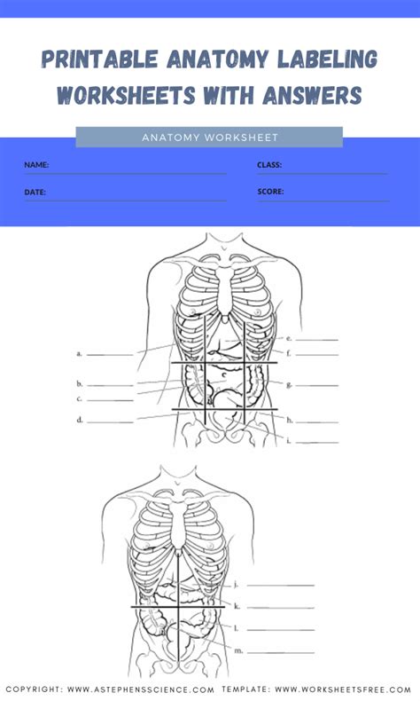 30 Printable Anatomy Worksheets Worksheets Decoomo