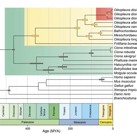 Time Scaled Phylogenetic Tree Including Several Appendicularians