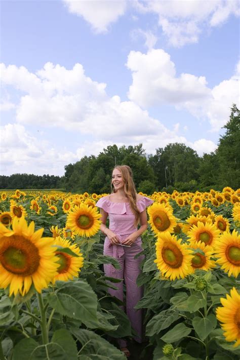 Sunflower Fields Near Toronto Caledon Sunflower Farm Sunflower