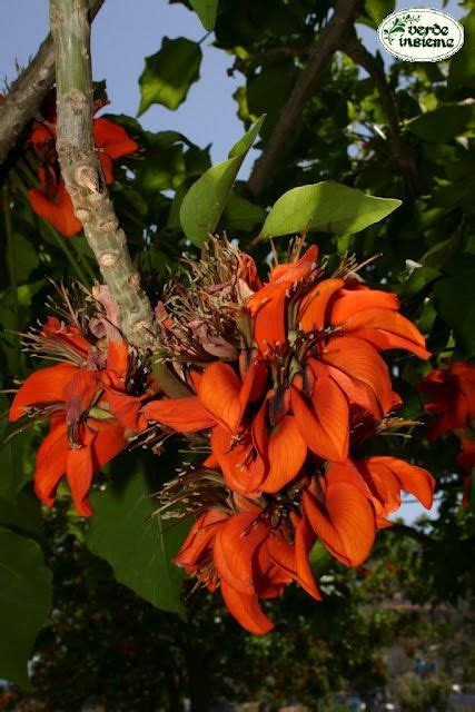 Che rende favorevole il loro sboccio. Erythrina viarum a Palermo | Idee giardino patio ...