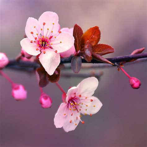 People worldwide usually associate cherry blossoms with spring in japan, but china's blooms are so magical, they might just become their national symbol as well. The Secret Behind The Cherry Blossom: Blooms and Berries ...