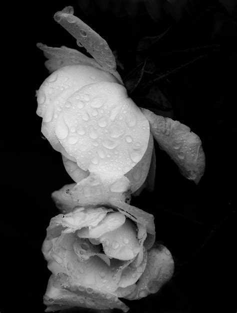 White Roses And Waterdrops Free Photo Download Freeimages