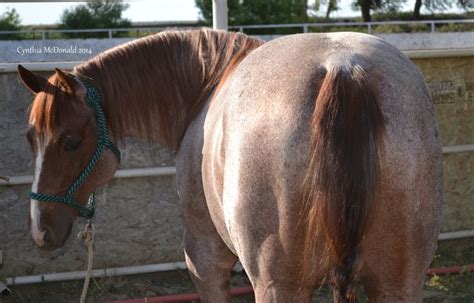 2007 Red Roan Stallion El Canario Yellow By Yellow Roan Of Texas