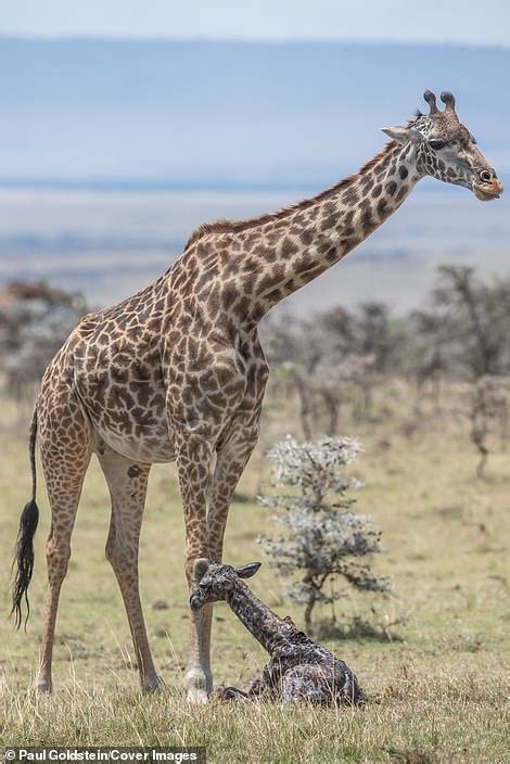 Incredible Moment Giraffe Gives Birth Before Her ‘bambi Like Calf