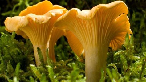 10 Edible And Poisonous Mushrooms Guide To Mushroom