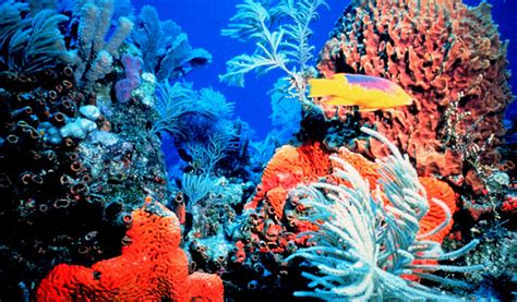 Lakshadweep Islands A Hub Of Snorkeling And Scuba Diving