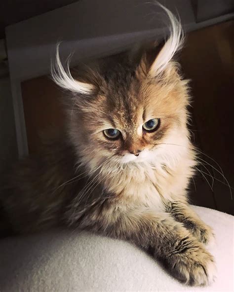 20 Of The Most Beautiful Cats In The World