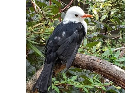 21 Black Birds With White Heads Id And Images