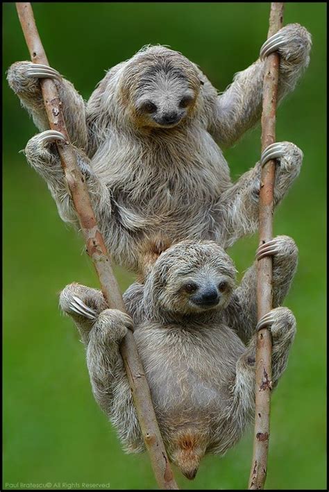 Three Toed Sloths Cute Animals Animals Wild Animal Pictures