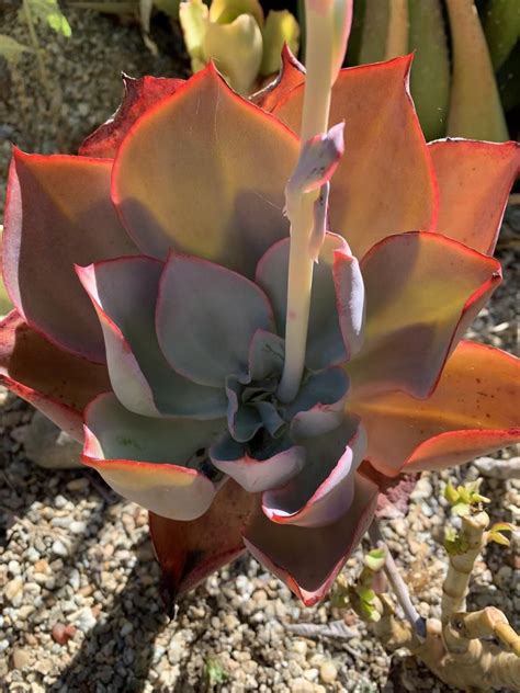 Echeveria White Rose Succulent Plant Shown In A 6 Pot With Etsy