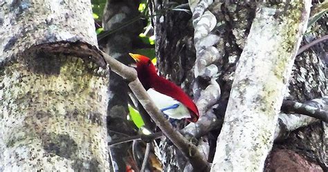 Birding And Wildlife Watching Tropical Birding Tours In Susnguakti Forest