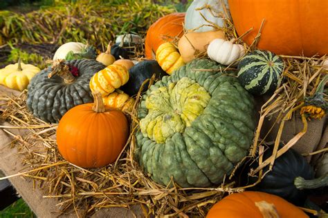 When To Pick A Pumpkin Off The Vine For The Ripest Fruit