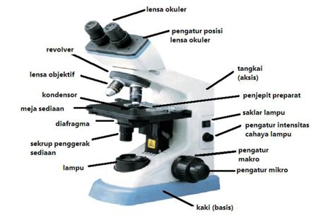 Bagian Bagian Dan Fungsi Mikroskop Binokuler Berbagai Bagian Penting