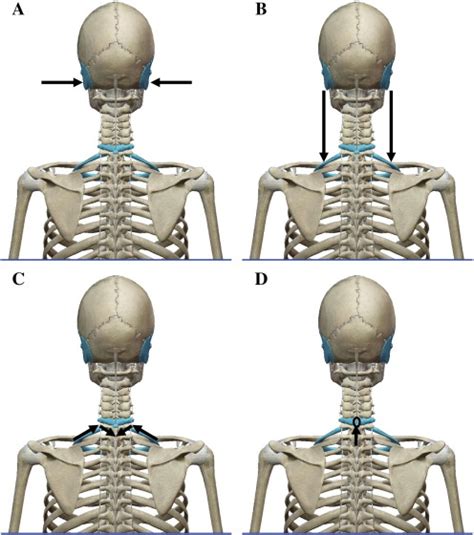 Locating The Seventh Cervical Spinous Process Accuracy Of The Thorax