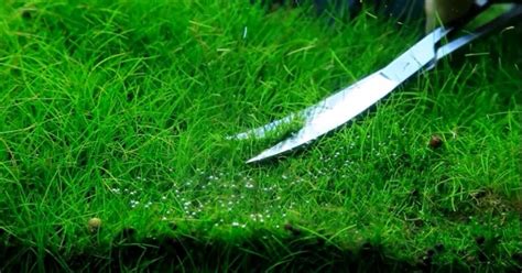 Elocharis parvula japanese(mini hair grass)tc quantity. 3 Jenis Hair Grass Tanaman Karpet Rumput Aquascape - Alam Ikan