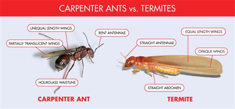 Carpenter Ant Vs Termite Ed Lavery And Sons Pest Control Llc