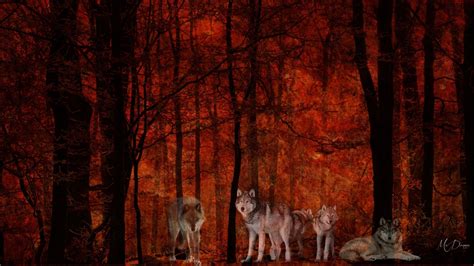 Wolves Autumn Wallpapers Wallpaper Cave