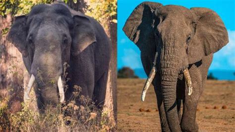 World Elephant Day 2021 Know The Differences Between The Asian And The