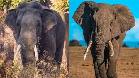 world elephant day 2021 know the differences between the asian and the african elephant