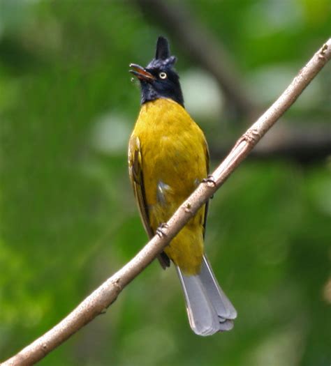 182 Black Crested Bulbul Pycnonotus Flaviventris ©wikic Birds Of