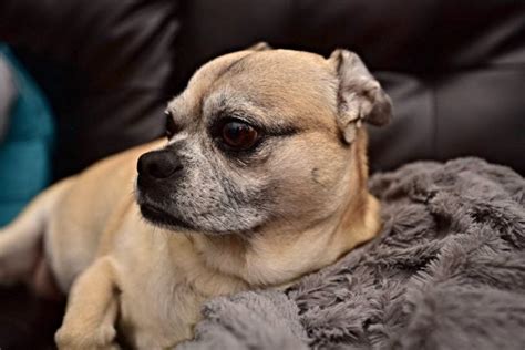 The best dog food for puppy chihuahuas. Chug Dog (Chihuahua & Pug Mix) Info, Pictures, Facts ...