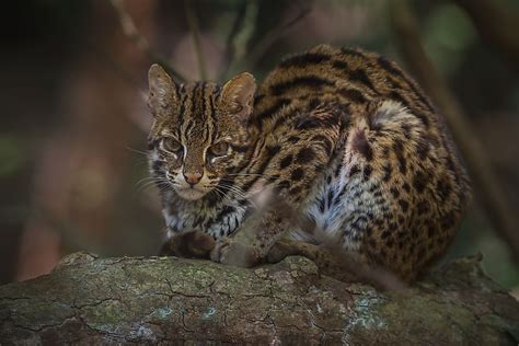 the ten species of small wild cats found in asia worldatlas