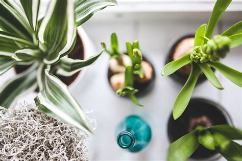 8 Houseplants To Grow That Can Dramatically Improve Your Health Lifehack