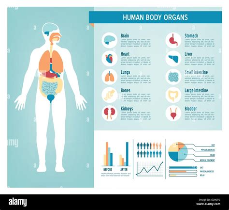 Medical Infographic Set Human Anatomy Body With Inter