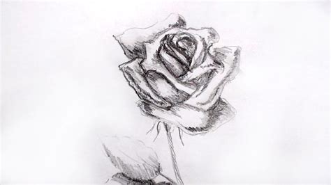 A venit toamna, soarele plânge. Desene in creion - Trandafir in creion - Cristina Picteaza
