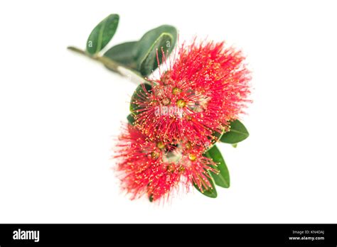 Red Pohutukawa Flower Closeup On White Stock Photo Alamy