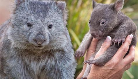 8 Fun Facts About Wombats