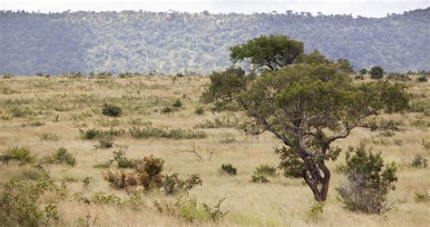 Restoring Savannas And Tropical Herbaceous Ecosystems Encyclopedia Of