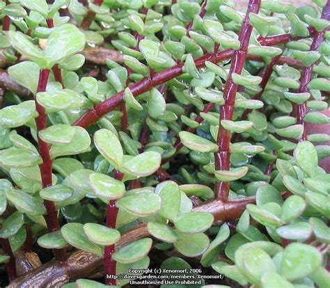 They are not only meaningful but also jade plants possess a beautiful and delicate beauty with strong vitality. PlantFiles Pictures: Elephant Bush, Elephant Food ...
