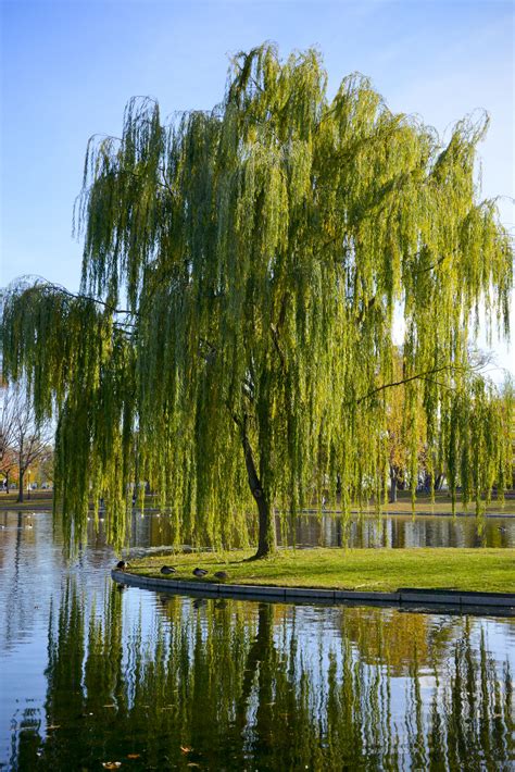 Weeping Willow Salix Babylonica Deciduous Trees Cold