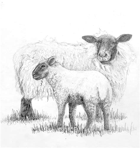 Farm Animal Art Sketch Set Of 4 Prints Modern Farmhouse Etsy Animal