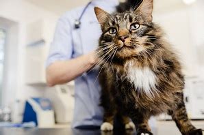 Does pet insurance cover spaying. What Does My Pet Insurance Policy Cover? | Petplan
