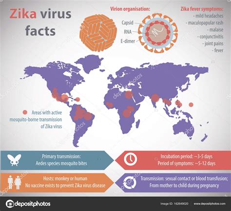 Zika Virus Infographic Stock Vector Image By ©vshivkova 162649020
