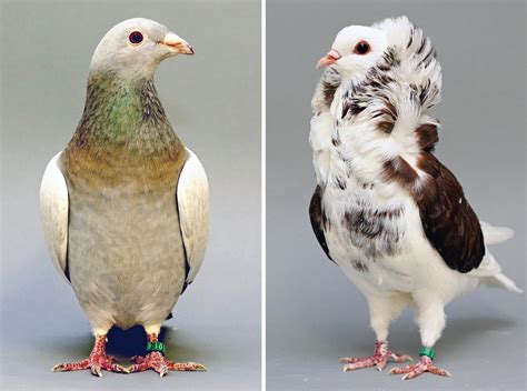Birds Of A Feather Pigeon Head Crest Findings Extend To Domesticated Doves
