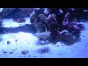 Check spelling or type a new query. Horseshoe Crab Swimming Upside Down - YouTube