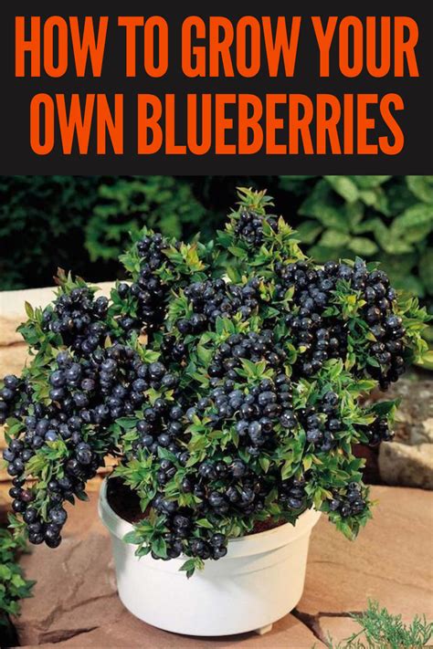 How To Grow Your Own Blueberries Gardening Sun Blueberry Gardening
