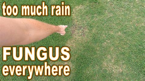 How To Prevent Lawn Fungus