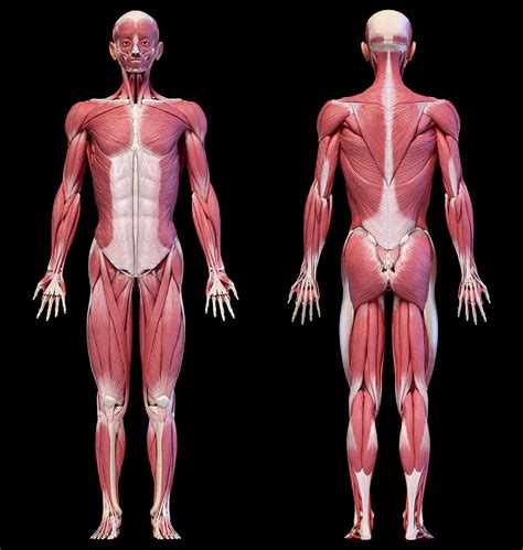 Full Body Muscular Diagram Pdf Female Chest Muscle Anatomy Diagram