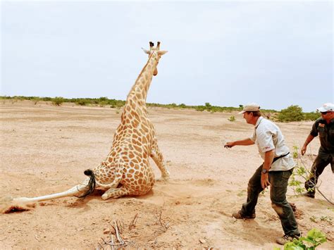 West African Giraffe Are Going From Strength To Strength