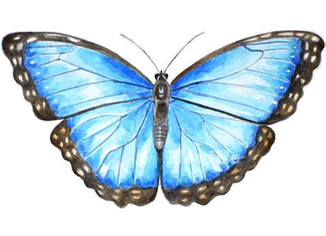 Blue Morpho Butterfly Watercolour Illustration Inspirations Have I None