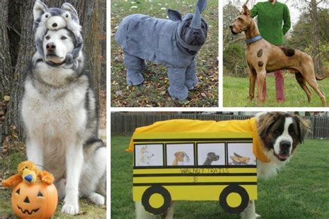 20 Costumes That Are Perfect For Big Dogs Cuteness Big Dog