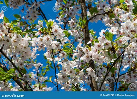 Sakura In Bloom Blooming Plum On A Sunny Day Stock Image Image Of