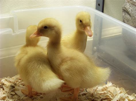 6 easy tips for duck brooding success community chickens