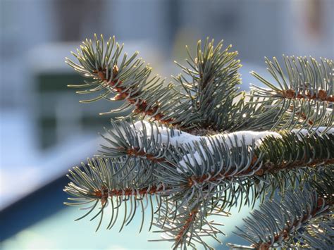 Free Images Tree Branch Winter Evergreen Fir Twig Conifer